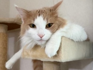 フミフミする愛らしい猫とワルネネコ