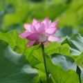 2025 鹿央 里やま花めぐり～蓮