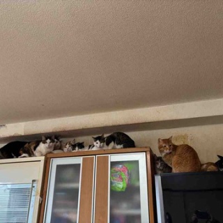 ねこさま王国