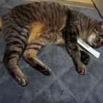 にぎにぎ　あずき