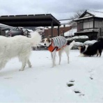 サマジニのいる生活Samajini Diary