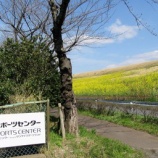 『春は着実に』の画像