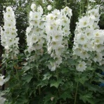 べったこ～関西人のぼやき～