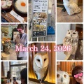 母とフクロウカフェへ☆