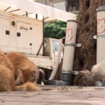 ベルリンから宮古島へ！猫とヴィーガン生活