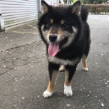 『【犬】保健所から黒柴（子犬）を受け入れました』の画像