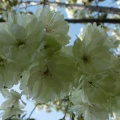 内園の八重桜　15日でしたが・・・。