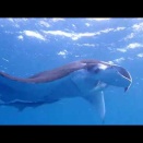 マンタいっぱい💕