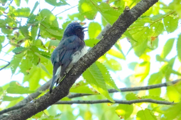 鳥写真マンガ 音楽