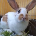 保護うさぎ譲渡会 第31回 保護うさぎさんに逢おうの会in大阪【12/14】