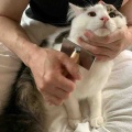 それぞれのスリッカーブラシ　フランキ君編
