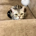 成長した子猫ルイちゃんの愛らしさを徹底紹介！