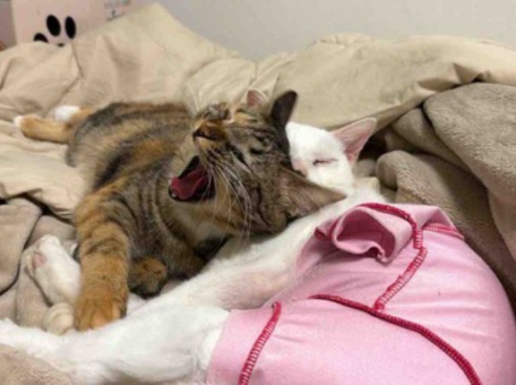 猫団子の季節　20251028