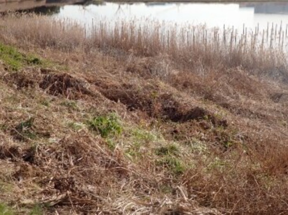 潮入りの池法面の植生管理と水場