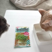 ダイソーで買った50円の種と330円のお人形