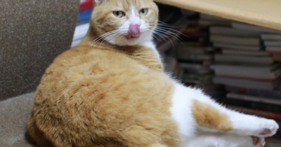 椅子でへそ天の猫。