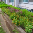 雨をもらって元気なお花たち