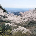 春の高尾山に登ってみる