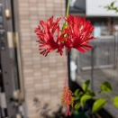 風鈴仏桑華