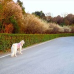 いんちょブログ