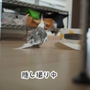 ひとり遊びのクスィー