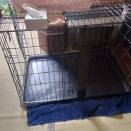 保護猫は預かりさん宅へ