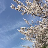 『新入生の皆さん、ご入学おめでとうございます』の画像