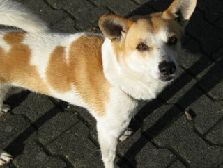 自分は大きな挫折をして八年ぶりに実家にいる。  68になった父と13歳の犬。【再】