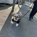 愛犬と一緒にお買い物とランチしてお散歩。*\(^o^)/*