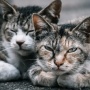 猫を殺して食べた大学院生、釈放される → 殺された猫はノネコではなく、地元の人が世話をしていた『地域猫』だった… 「動物愛護法に抵触する犯罪」