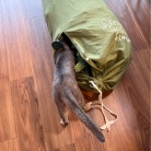 クリスマスツリーを出しました