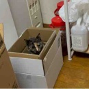 ご飯が作れません💦&焼き鳥どんぶり