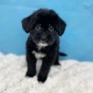 今週入舎の子達🐶🐾🐱🩷