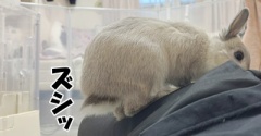 うさぎのルリ(12/19追記)