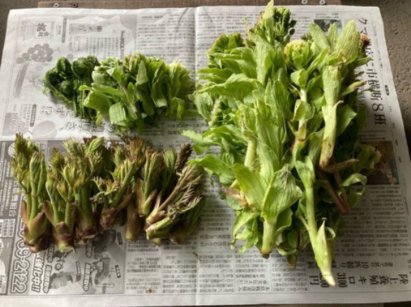 【画像】帰りに山菜取って来た【地区管理の山】