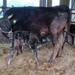 ちゅら島発 モーモーとおしゃべり