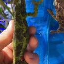 ジャクソンカメレオン、フトアゴヒゲトカゲ、クレステッドゲッコー