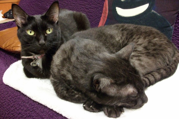 猫色の人生 La Vie En Rose Chat 15年02月