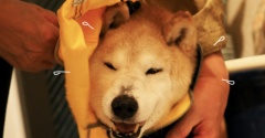 台風散歩