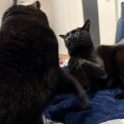 【猫写真】今日の猫たちの様子