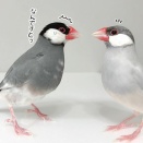 文鳥オリンピック