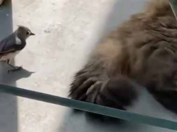 【危険】 親は子供のためなら命がけで行動する。今のうちにたくさん取らないと！ → 猛獣にこうします…