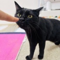 Sさんのお当番日記『単純かわい子ちゃん』。