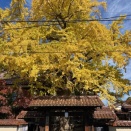 深田久弥 山の文化館の銀杏。