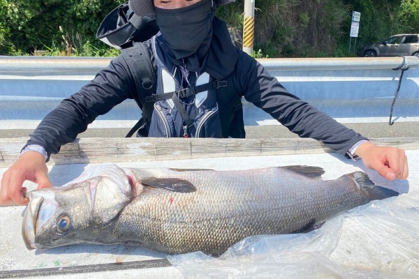 串本町紀伊大島 須江しょらさん渡船の釣果情報 和歌山県 通夜島 須江崎 ヒラスズキ