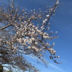 音楽の話がしたいのさ