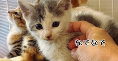 日にち薬