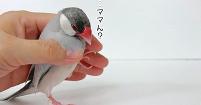 異論は受けつけません