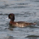 キンクロハジロ2026その4