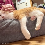 馬とニャンコと男と女